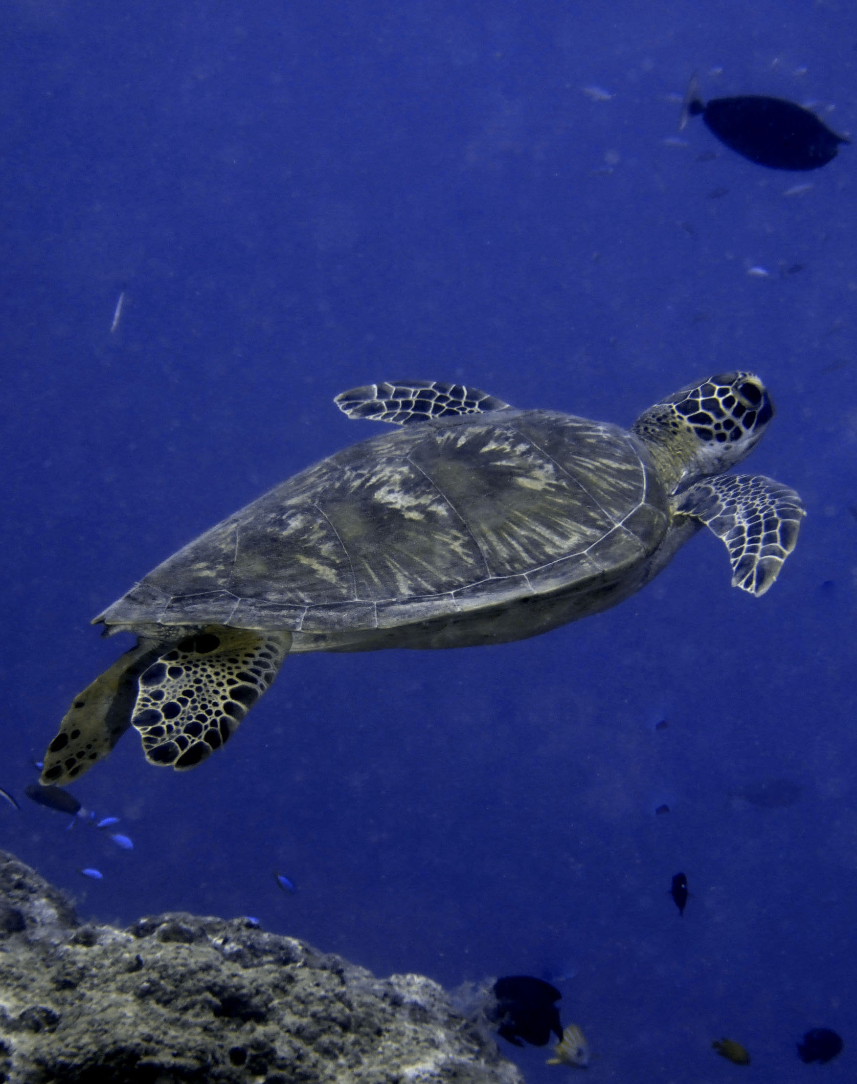 Flat Back Sea Turtle